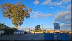 Large tree above suburban street and blue rubbish skips